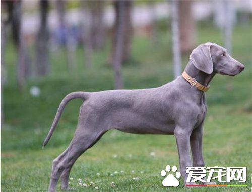 德國魏瑪犬吃什麼 四種不能缺少的食物