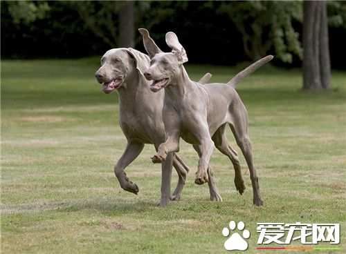 德國魏瑪犬打獵怎樣 魏瑪犬打獵是相當厲害的