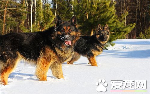 德牧和比利時牧羊犬哪個厲害 兩種都比較厲害