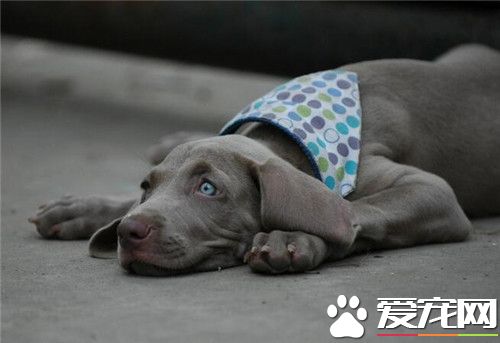 德國魏瑪犬打獵怎樣 魏瑪犬打獵是相當厲害的