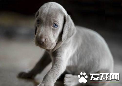 德國魏瑪犬戰斗力 戰斗力可以說是比較弱的