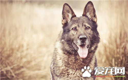 德牧和比利時牧羊犬哪個厲害 兩種都比較厲害