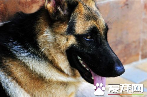 德牧和比利時牧羊犬哪個厲害 兩種都比較厲害