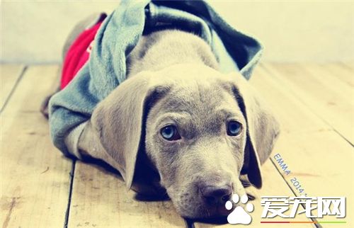 德國魏瑪犬戰斗力 戰斗力可以說是比較弱的
