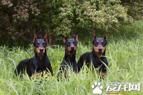 杜賓犬好養不 應該給它提供良好的生活環境