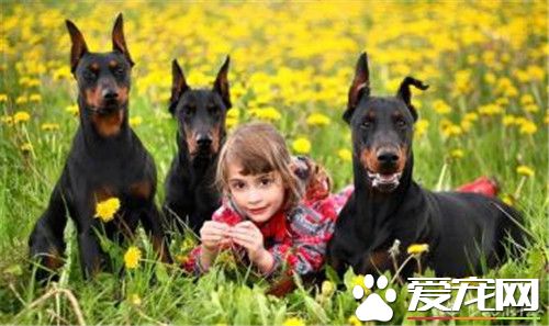 杜賓犬好養不 應該給它提供良好的生活環境