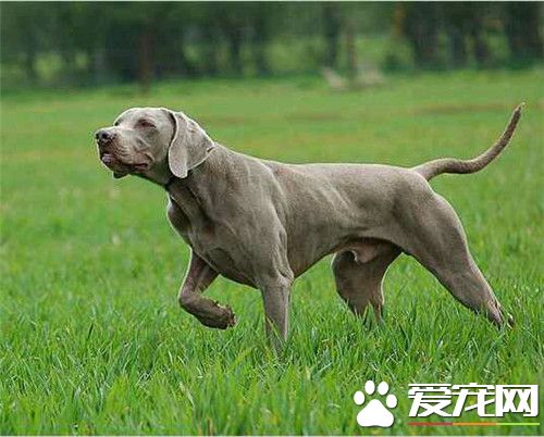 德國魏瑪犬戰斗力 戰斗力可以說是比較弱的