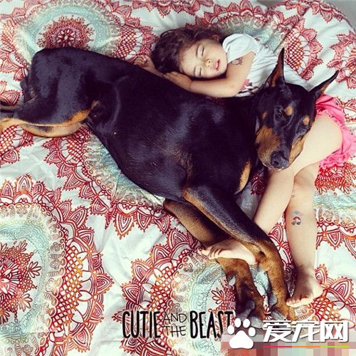 杜賓犬的高度 公狗肩高約26到28英寸