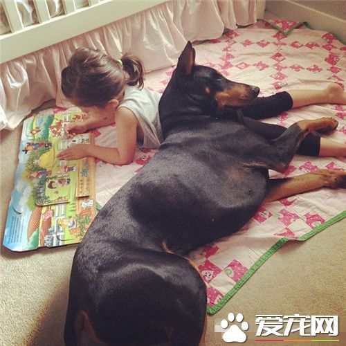 杜賓犬多大開始聽話 杜賓犬不聽話怎麼辦