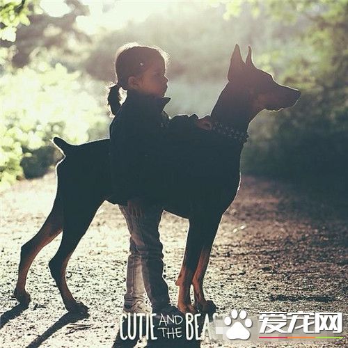 杜賓犬的高度 公狗肩高約26到28英寸