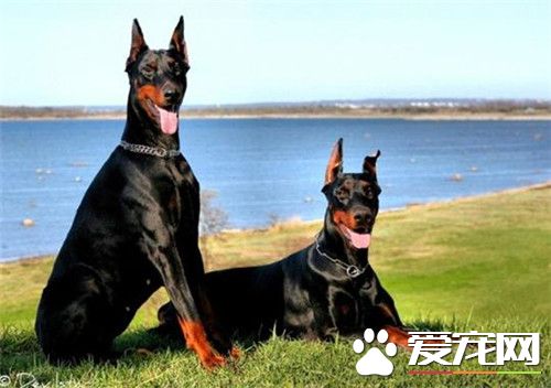 杜賓犬多大開始聽話 杜賓犬不聽話怎麼辦