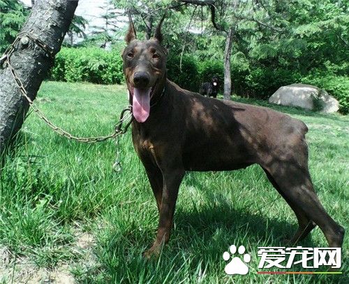 杜賓犬會打獵嗎 杜賓犬不適合狩獵的狗狗