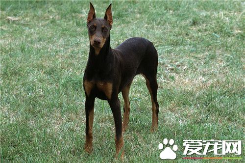 杜賓犬會打獵嗎 杜賓犬不適合狩獵的狗狗