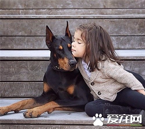 杜賓犬都有什麼顏色 四種顏色是被承認的