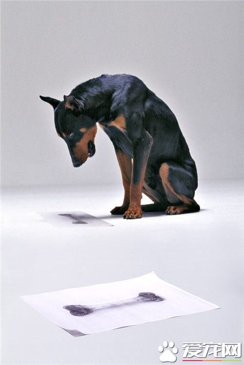 杜賓犬都有什麼顏色 四種顏色是被承認的