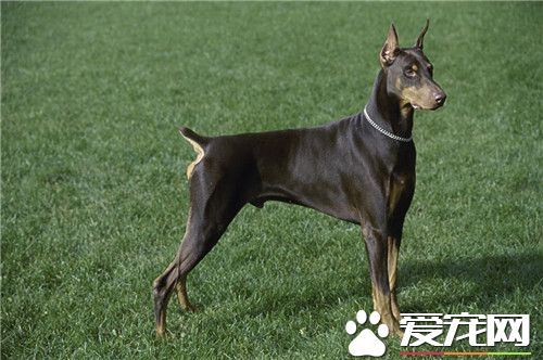 杜賓犬會打獵嗎 杜賓犬不適合狩獵的狗狗