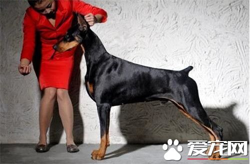 杜賓犬和馬犬哪個好些 馬犬是比較好一些