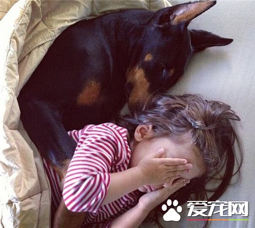 杜賓犬和馬犬哪個好些 馬犬是比較好一些