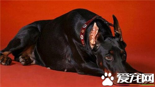 杜賓犬和羅威納打架 羅威納會厲害一些