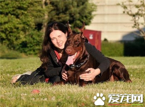 杜賓犬和羅威納打架 羅威納會厲害一些