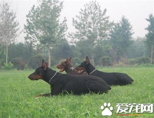 杜賓犬和羅威納打架 羅威納會厲害一些