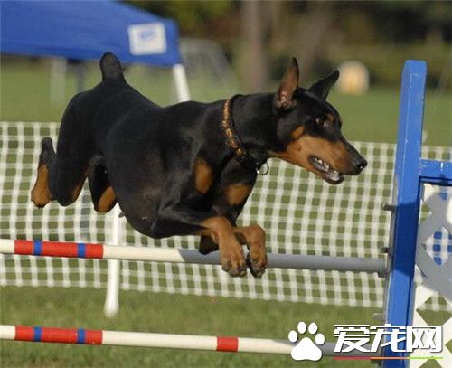 杜賓犬的缺點 杜賓犬具有很強的破壞力