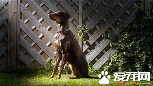 杜賓犬的缺點 杜賓犬具有很強的破壞力