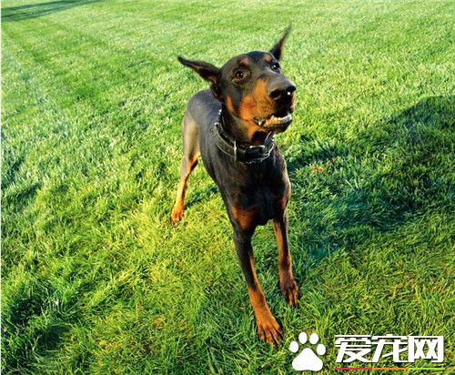 杜賓犬的缺點 杜賓犬具有很強的破壞力