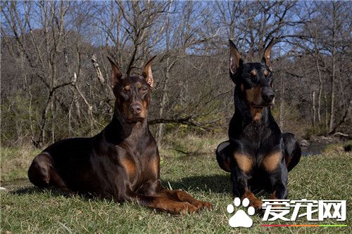 杜賓犬取名字 在叫杜賓犬的名字注意要點