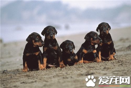 杜賓犬怕冷嗎 冬天飼養杜賓犬注意問題