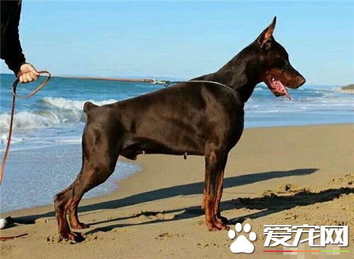 杜賓犬取名字 在叫杜賓犬的名字注意要點