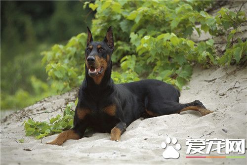 杜賓犬怕冷嗎 冬天飼養杜賓犬注意問題
