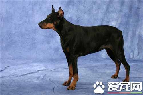 杜賓犬顏色 杜賓犬承認顏色為四種顏色