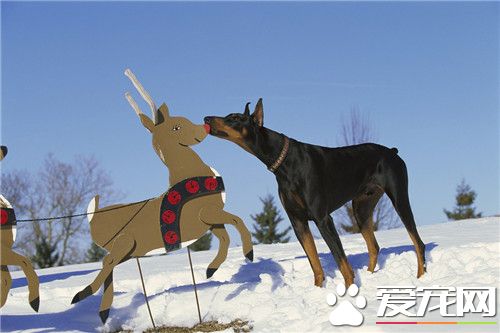 杜賓犬怕冷嗎 冬天飼養杜賓犬注意問題