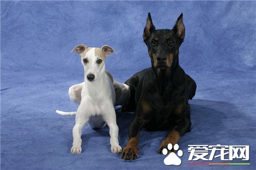 杜賓犬顏色 杜賓犬承認顏色為四種顏色