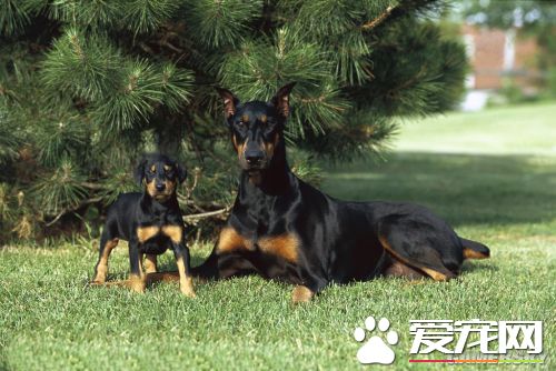 杜賓犬顏色 杜賓犬承認顏色為四種顏色