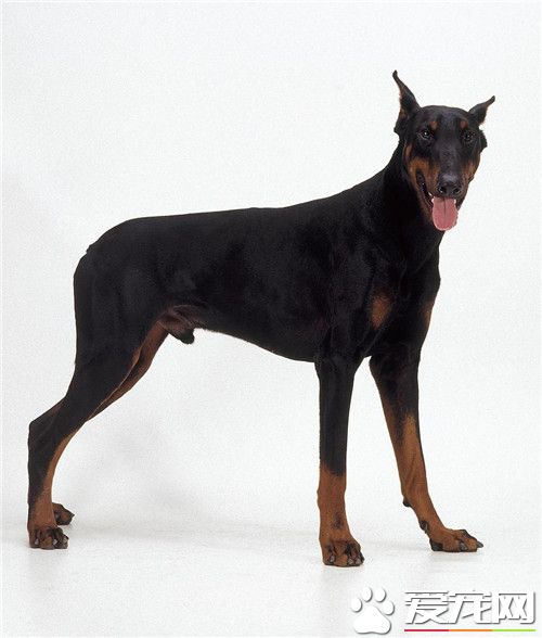 杜賓犬為什麼這麼凶 杜賓犬深具攻擊性