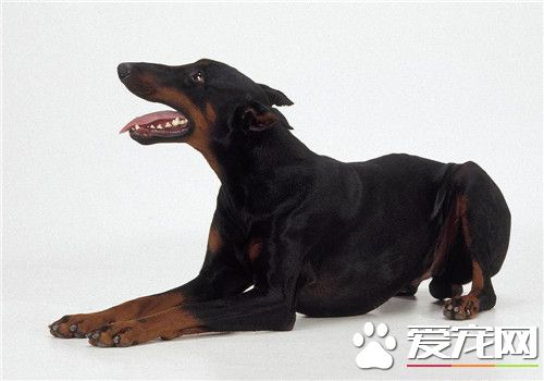 杜賓犬為什麼這麼凶 杜賓犬深具攻擊性