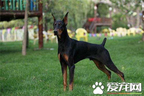 杜賓犬為什麼要斷尾 滿足人們的審美需求
