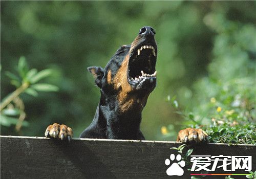 杜賓犬為什麼要斷尾 滿足人們的審美需求