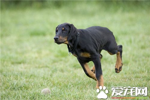 杜賓犬為什麼這麼凶 杜賓犬深具攻擊性
