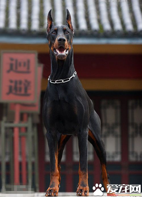 杜賓犬為什麼要斷尾 滿足人們的審美需求