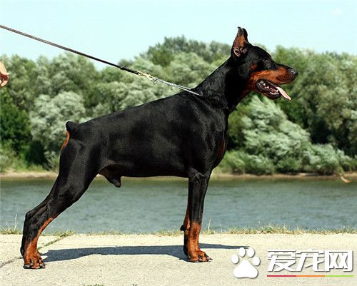 杜賓犬為什麼要斷耳 主要屬於預防性手術