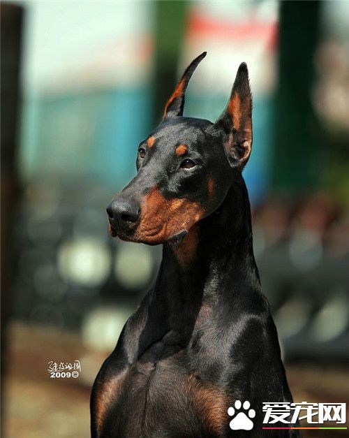 杜賓犬為什麼要斷耳 主要屬於預防性手術