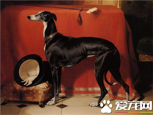 杜賓犬為什麼要斷耳 主要屬於預防性手術