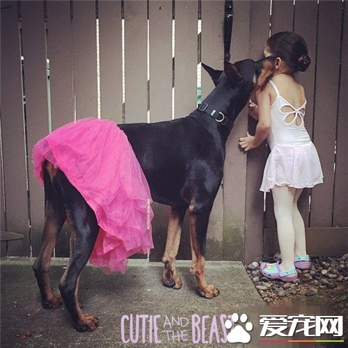 杜賓犬的習性 杜賓的習性是好吃好動比較能跑