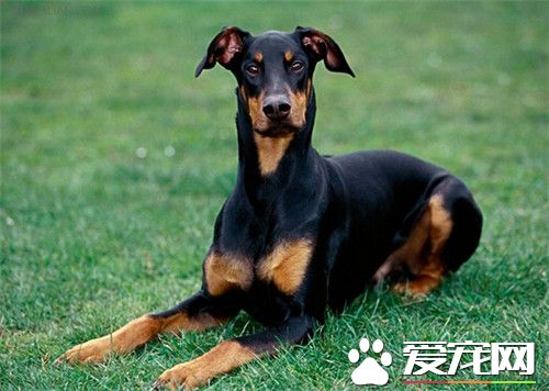 杜賓犬的習性 杜賓的習性是好吃好動比較能跑