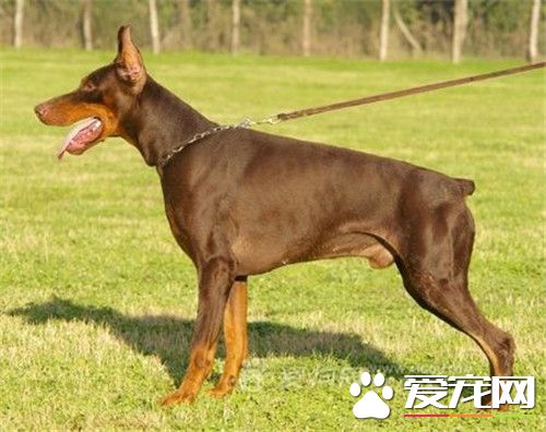 杜賓犬的習性 杜賓的習性是好吃好動比較能跑