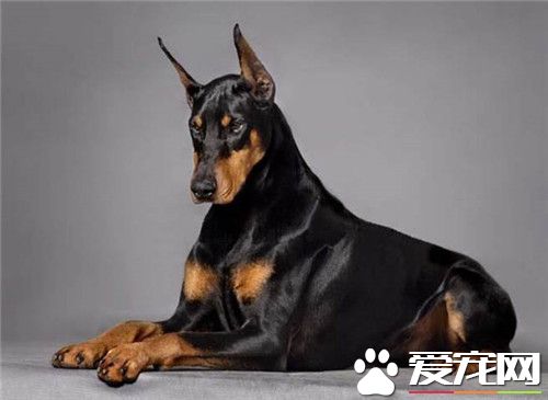 杜賓犬凶嗎 杜賓犬是比較凶的一種狗狗