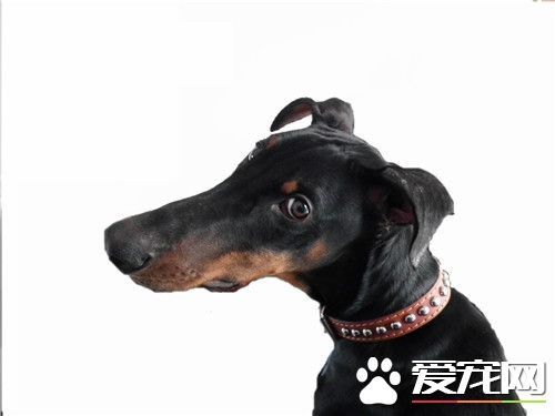 杜賓犬凶嗎 杜賓犬是比較凶的一種狗狗